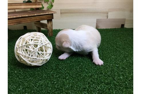 成約済の静岡県のチワワ(ロングコート)-59533の4枚目