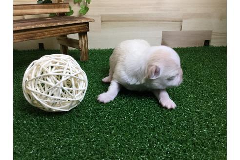 成約済の静岡県のチワワ(ロングコート)-59533の3枚目