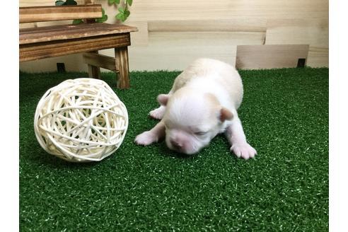 成約済の静岡県のチワワ(ロングコート)-59533の2枚目