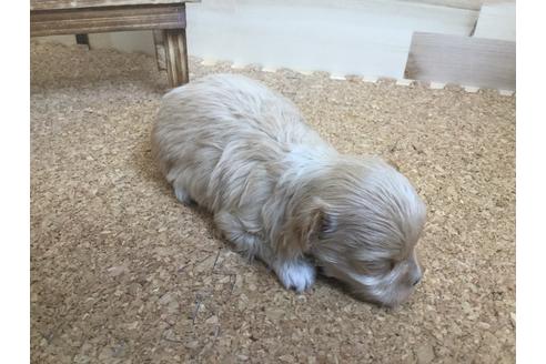 成約済の静岡県のマルプー:マルチーズ×トイプードル-59535の12枚目