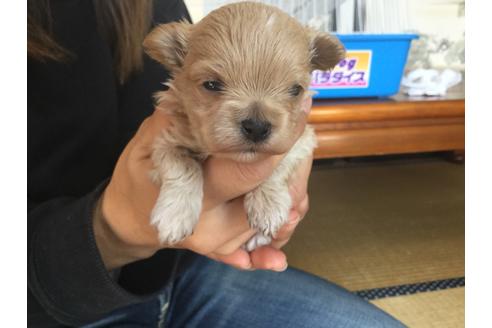 成約済の静岡県のマルプー:マルチーズ×トイプードル-59535の11枚目