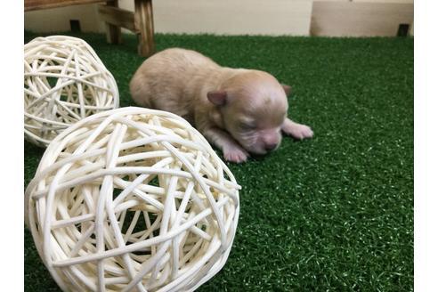 成約済の静岡県のマルプー:マルチーズ×トイプードル-59535の10枚目