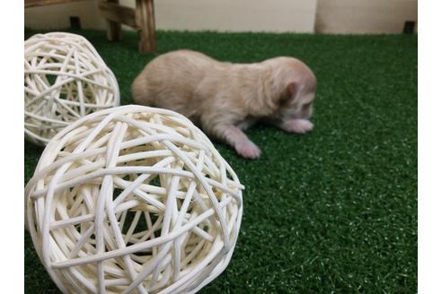 成約済の静岡県のマルプー:マルチーズ×トイプードル-59535の9枚目