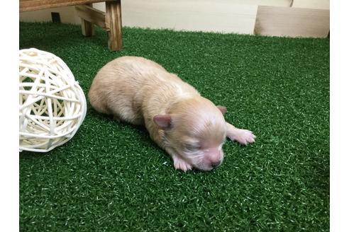 成約済の静岡県のマルプー:マルチーズ×トイプードル-59535の7枚目