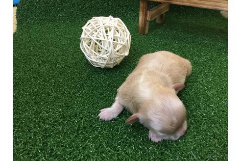 成約済の静岡県のマルプー:マルチーズ×トイプードル-59535の6枚目