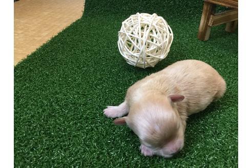 成約済の静岡県のマルプー:マルチーズ×トイプードル-59535の5枚目