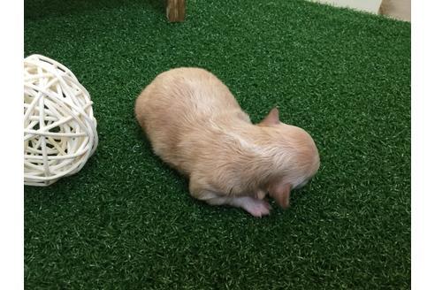 成約済の静岡県のマルプー:マルチーズ×トイプードル-59535の4枚目