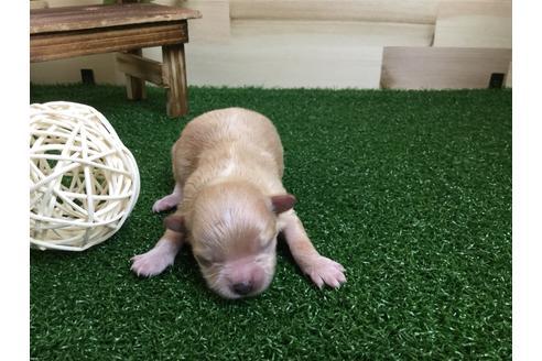 成約済の静岡県のマルプー:マルチーズ×トイプードル-59535の3枚目