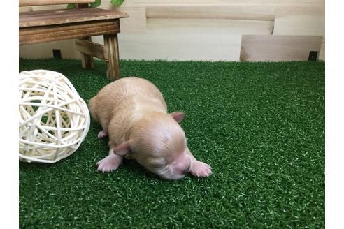 成約済の静岡県のマルプー:マルチーズ×トイプードル-59535の2枚目