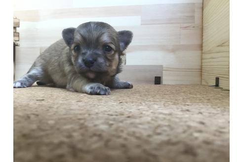 成約済の静岡県のチワワ(ロングコート)-59537