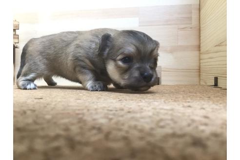 成約済の静岡県のチワワ(ロングコート)-59537の10枚目