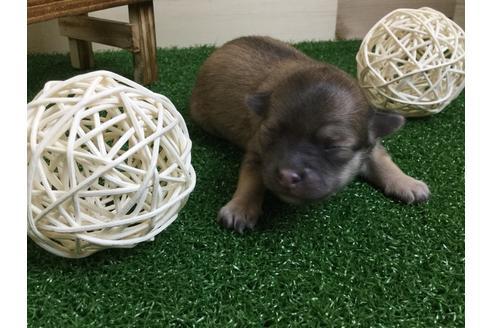 成約済の静岡県のチワワ(ロングコート)-59537の8枚目