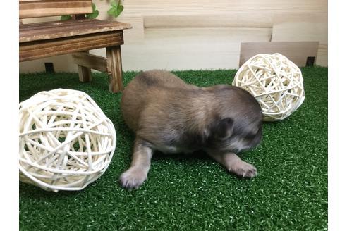 成約済の静岡県のチワワ(ロングコート)-59537の7枚目