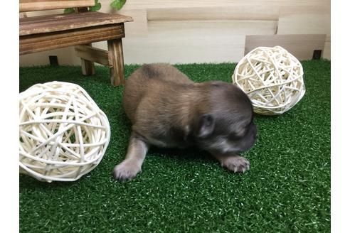 成約済の静岡県のチワワ(ロングコート)-59537の6枚目