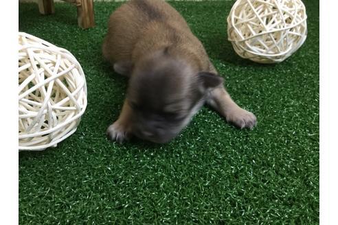 成約済の静岡県のチワワ(ロングコート)-59537の5枚目