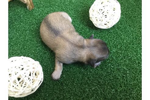 成約済の静岡県のチワワ(ロングコート)-59537の4枚目