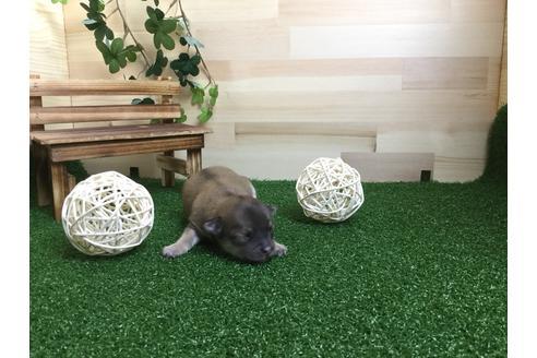 成約済の静岡県のチワワ(ロングコート)-59537の2枚目