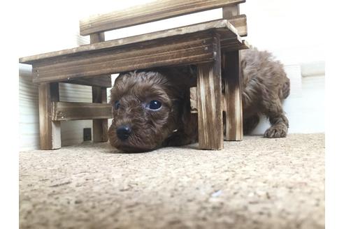 成約済の静岡県のトイプードル-59530の7枚目