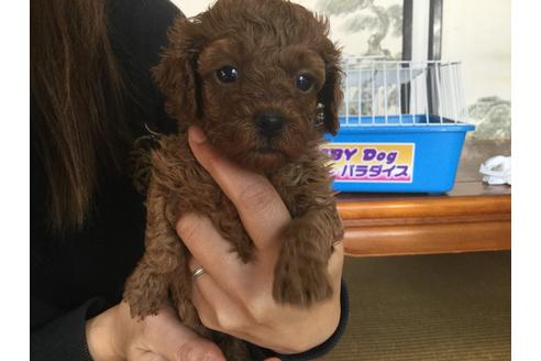 成約済の静岡県のトイプードル-59530の6枚目