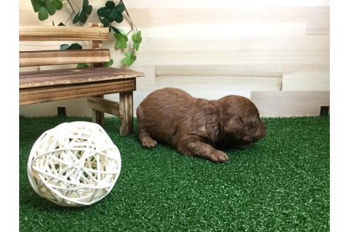 成約済の静岡県のトイプードル-59530の5枚目