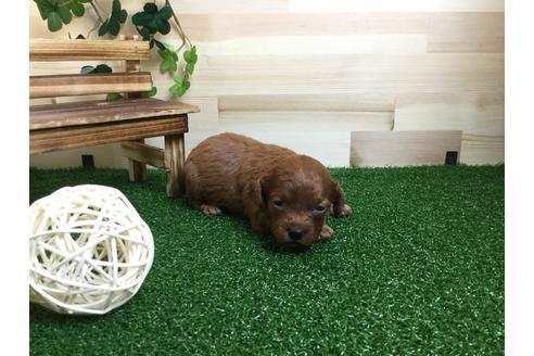 成約済の静岡県のトイプードル-59530の4枚目