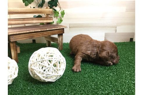 成約済の静岡県のトイプードル-59530の3枚目