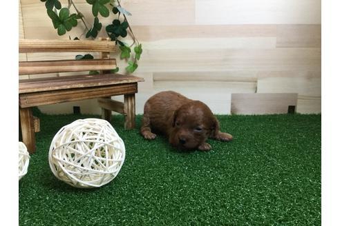 成約済の静岡県のトイプードル-59530の2枚目