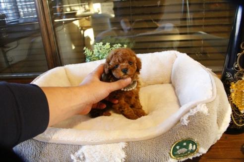 成約済の埼玉県のトイプードル-60646の5枚目