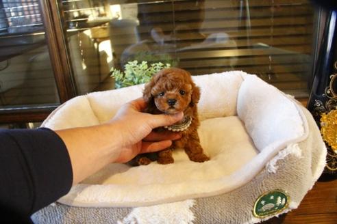 成約済の埼玉県のトイプードル-60646の4枚目