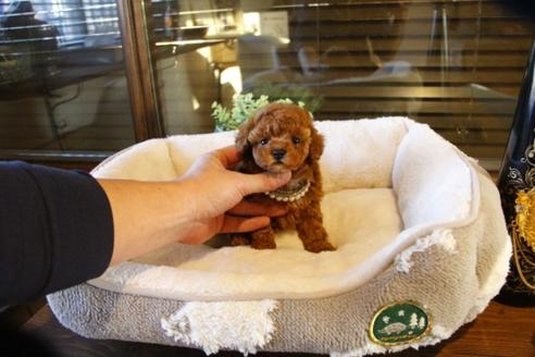 成約済の埼玉県のトイプードル-60646の3枚目