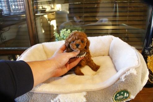 成約済の埼玉県のトイプードル-60646の1枚目