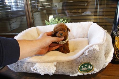 成約済の埼玉県のトイプードル-60647の4枚目