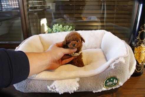 成約済の埼玉県のトイプードル-60647の3枚目