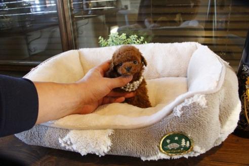 成約済の埼玉県のトイプードル-60647の2枚目