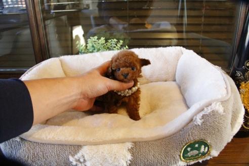 成約済の埼玉県のトイプードル-60647の1枚目