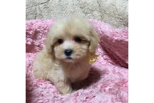 成約済の福岡県のマルプー:マルチーズ×トイプードル-60666の5枚目