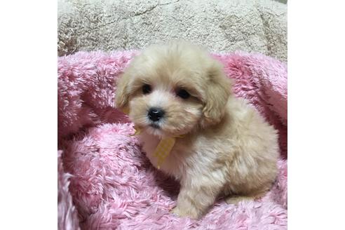 成約済の福岡県のマルプー:マルチーズ×トイプードル-60666の2枚目