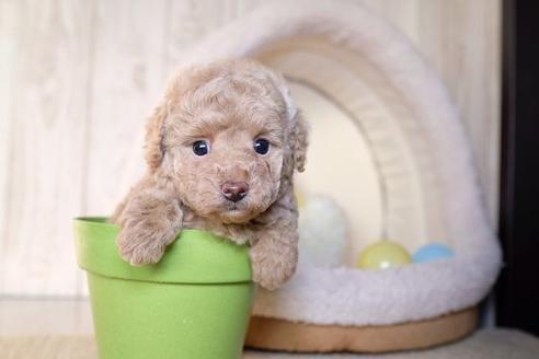 成約済の滋賀県のトイプードル-60178の1枚目