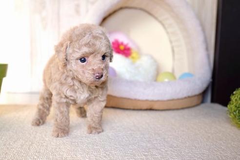 成約済の滋賀県のトイプードル-60178の5枚目