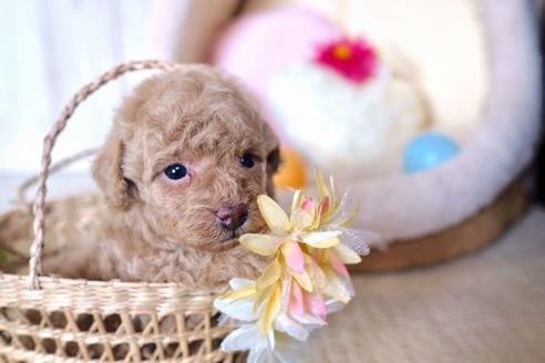 成約済の滋賀県のトイプードル-60178の3枚目