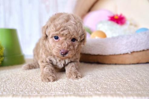 成約済の滋賀県のトイプードル-60178の2枚目