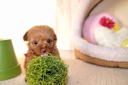 成約済の滋賀県のトイプードル-60180の1枚目