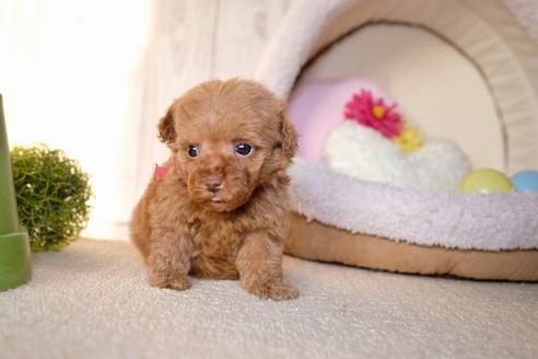 成約済の滋賀県のトイプードル-60180の5枚目