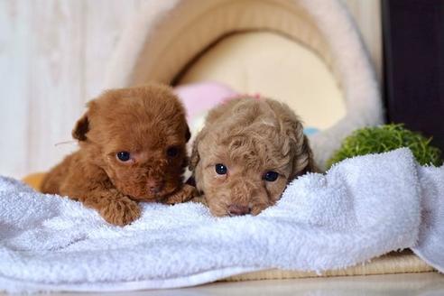 成約済の滋賀県のトイプードル-60180の4枚目