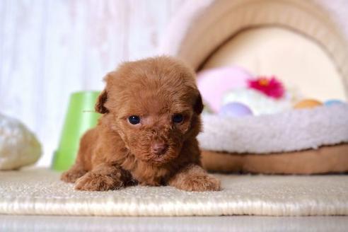 成約済の滋賀県のトイプードル-60180の3枚目