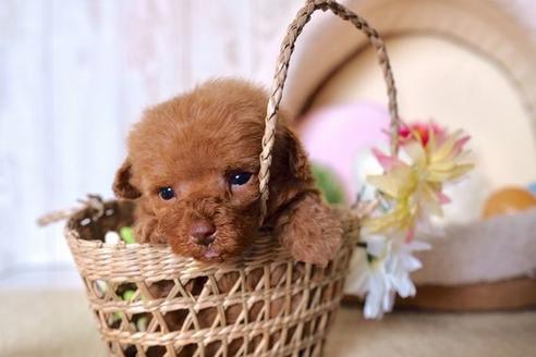 成約済の滋賀県のトイプードル-60180の2枚目