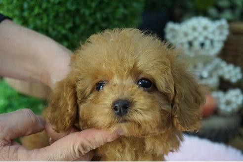 成約済の京都府のティーカッププードル-58125の1枚目