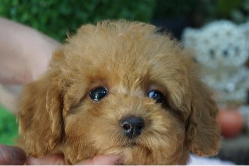 成約済の京都府のティーカッププードル-58125の3枚目