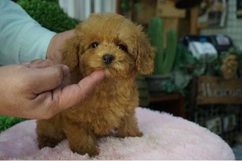 成約済の京都府のティーカッププードル-58125の2枚目