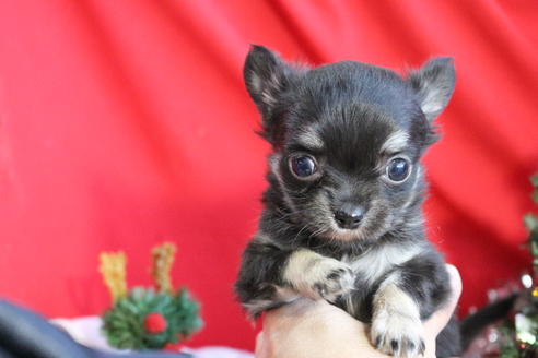 成約済の京都府のチワワ(ロングコート)-60709